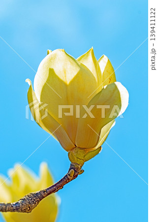 家の周りの草花　四季の色々　公園の木々に白く美しい大輪のモクレンの花が咲き始めました 139411122
