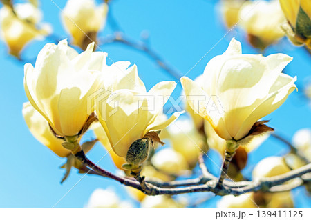 家の周りの草花 四季の色々 公園の木々に白く美しい大輪のモクレンの花が咲き始めました 家の周りの草花 四季の色々 公園の木々に白く美しい大輪のモクレンの花が咲き始めました 139411125
