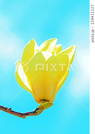 家の周りの草花　四季の色々　公園の木々に白く美しい大輪のモクレンの花が咲き始めました 139411127