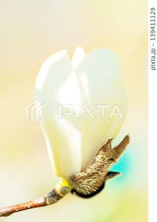 家の周りの草花　四季の色々　公園の木々に白く美しい大輪のモクレンの花が咲き始めました 139411129