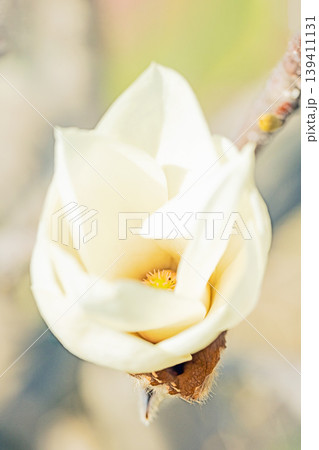 家の周りの草花 四季の色々 公園の木々に白く美しい大輪のモクレンの花が咲き始めました 家の周りの草花 四季の色々 公園の木々に白く美しい大輪のモクレンの花が咲き始めました 139411131
