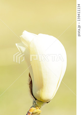 家の周りの草花 四季の色々 公園の木々に白く美しい大輪のモクレンの花が咲き始めました 家の周りの草花 四季の色々 公園の木々に白く美しい大輪のモクレンの花が咲き始めました 139411134