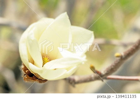 家の周りの草花　四季の色々　公園の木々に白く美しい大輪のモクレンの花が咲き始めました 139411135