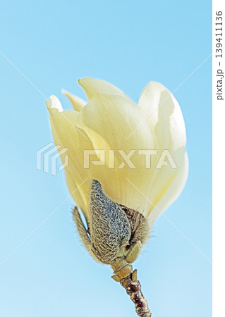 家の周りの草花 四季の色々 公園の木々に白く美しい大輪のモクレンの花が咲き始めました 家の周りの草花 四季の色々 公園の木々に白く美しい大輪のモクレンの花が咲き始めました 139411136