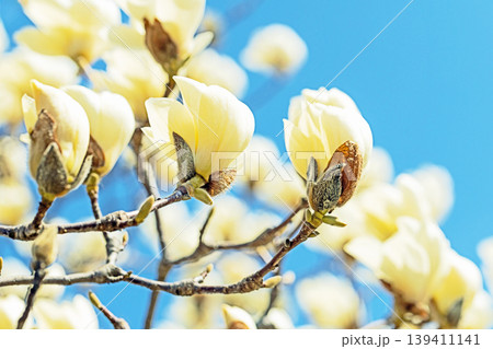 家の周りの草花 四季の色々 公園の木々に白く美しい大輪のモクレンの花が咲き始めました 家の周りの草花 四季の色々 公園の木々に白く美しい大輪のモクレンの花が咲き始めました 139411141