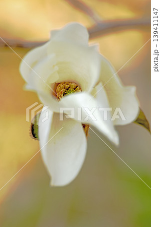 家の周りの草花 四季の色々 公園の木々に白く美しい大輪のモクレンの花が咲き始めました 家の周りの草花 四季の色々 公園の木々に白く美しい大輪のモクレンの花が咲き始めました 139411147