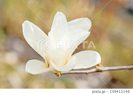 家の周りの草花 四季の色々 公園の木々に白く美しい大輪のモクレンの花が咲き始めました 家の周りの草花 四季の色々 公園の木々に白く美しい大輪のモクレンの花が咲き始めました 139411148