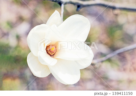 家の周りの草花　四季の色々　公園の木々に白く美しい大輪のモクレンの花が咲き始めました 139411150