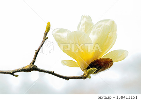 家の周りの草花 四季の色々 公園の木々に白く美しい大輪のモクレンの花が咲き始めました 家の周りの草花 四季の色々 公園の木々に白く美しい大輪のモクレンの花が咲き始めました 139411151