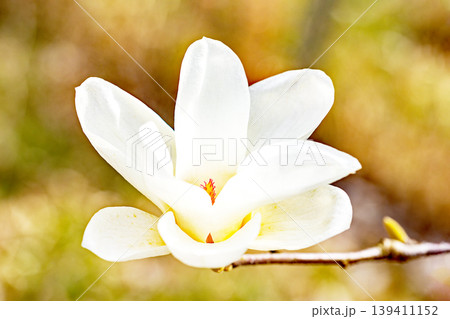 家の周りの草花 四季の色々 公園の木々に白く美しい大輪のモクレンの花が咲き始めました 家の周りの草花 四季の色々 公園の木々に白く美しい大輪のモクレンの花が咲き始めました 139411152