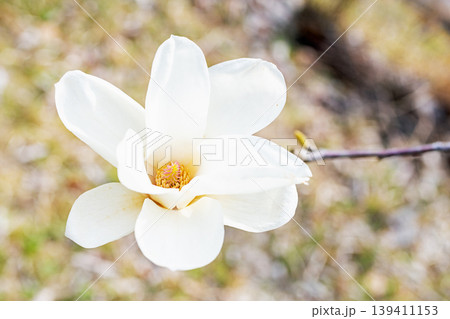 家の周りの草花　四季の色々　公園の木々に白く美しい大輪のモクレンの花が咲き始めました 139411153