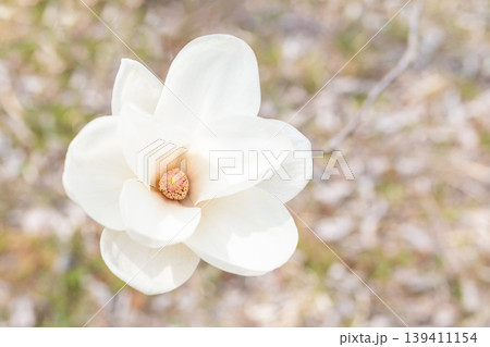 家の周りの草花　四季の色々　公園の木々に白く美しい大輪のモクレンの花が咲き始めました 139411154
