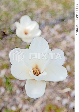 家の周りの草花 四季の色々 公園の木々に白く美しい大輪のモクレンの花が咲き始めました 家の周りの草花 四季の色々 公園の木々に白く美しい大輪のモクレンの花が咲き始めました 139411155