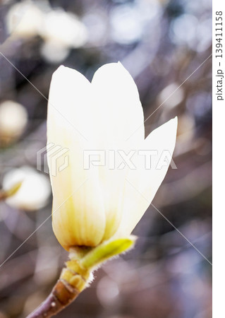 家の周りの草花　四季の色々　公園の木々に白く美しい大輪のモクレンの花が咲き始めました 139411158