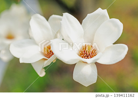 家の周りの草花　四季の色々　公園の木々に白く美しい大輪のモクレンの花が咲き始めました 139411162