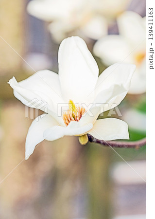 家の周りの草花 四季の色々 公園の木々に白く美しい大輪のモクレンの花が咲き始めました 家の周りの草花 四季の色々 公園の木々に白く美しい大輪のモクレンの花が咲き始めました 139411163