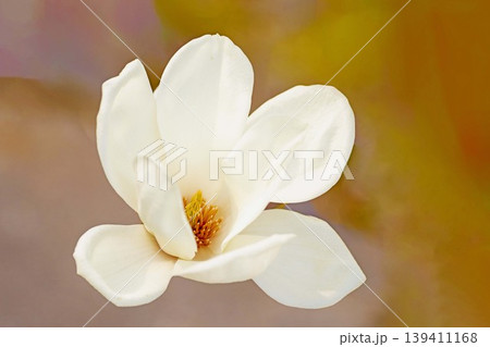 家の周りの草花 四季の色々 公園の木々に白く美しい大輪のモクレンの花が咲き始めました 家の周りの草花 四季の色々 公園の木々に白く美しい大輪のモクレンの花が咲き始めました 139411168