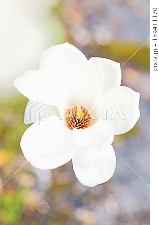 家の周りの草花 四季の色々 公園の木々に白く美しい大輪のモクレンの花が咲き始めました 家の周りの草花 四季の色々 公園の木々に白く美しい大輪のモクレンの花が咲き始めました 139411170