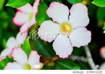 Desert rose, APOCYACEAE or Adenium obesum or Mock Azalea or Pink bignonia or Impala lily or white and pink flower 139411185