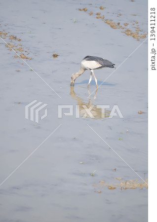 Anastomus oscitans, Asian openbill or Asian Openbill stork or Ciconia boyciana or  Oriental stork or bird 139411218