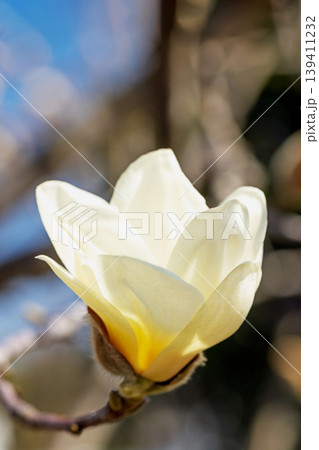 家の周りの草花 四季の色々 公園の木々に白く美しい大輪のモクレンの花が咲き始めました 家の周りの草花 四季の色々 公園の木々に白く美しい大輪のモクレンの花が咲き始めました 139411232