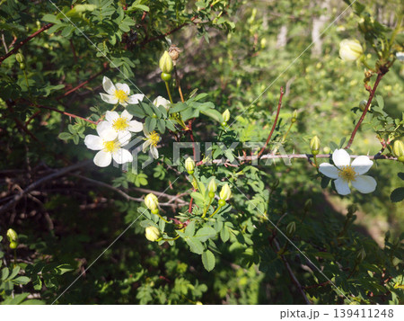 Beautiful wild white roses bloom on a thorny branch surrounded by fresh green leaves and new buds. This natural floral scene captures the essence of spring's awakening in a sunny garden setting Beautiful wild white roses bloom on a thorny branch surrounded by fresh green leaves and new buds. This natural floral scene captures the essence of spring's awakening in a sunny garden setting 139411248
