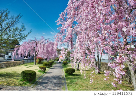 八重紅枝垂桜が満開の散歩道 八重紅枝垂桜が満開の散歩道 139411572
