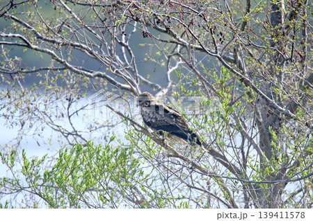 トビ トンビ 鳶 鵄 Milvus migrans 北海道の野鳥 トビ トンビ 鳶 鵄 Milvus migrans 北海道の野鳥 139411578