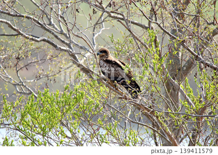 トビ トンビ 鳶 鵄 Milvus migrans 北海道の野鳥 トビ トンビ 鳶 鵄 Milvus migrans 北海道の野鳥 139411579
