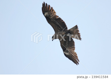 トビ　トンビ　鳶　鵄　Milvus migrans　北海道の野鳥 139411584