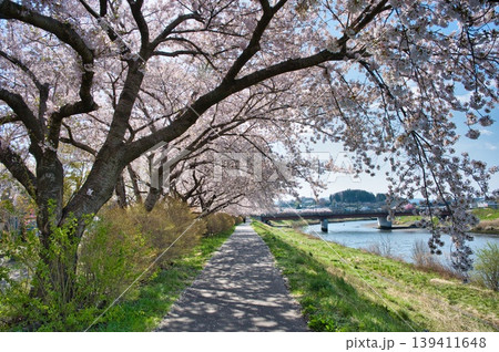 桜満開の川沿いの散歩道 桜満開の川沿いの散歩道 139411648