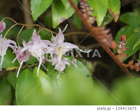 イカリソウの花 イカリソウの花 139411673