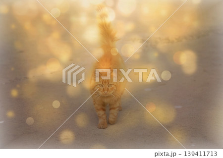 Cats, a timeless symbol of Istanbul, bring together culture and charm. Istanbul cats are a cultural icon; minimalist design for universal stock photo availability and global commercial appeal. 139411713
