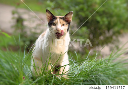 Cats, a timeless symbol of Istanbul, bring together culture and charm. Istanbul cats are a cultural icon; minimalist design for universal stock photo availability and global commercial appeal. 139411717