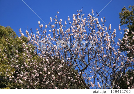 早春の梅の花 早春の梅の花 139411766