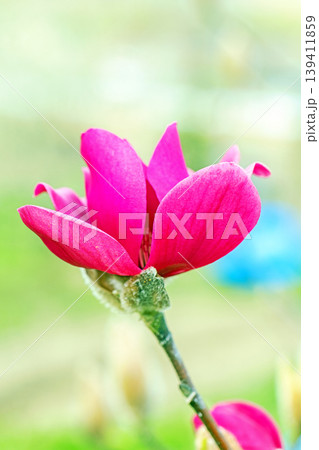 家の周りの草花　四季の色々　公園の木々に赤く美しい大輪のモクレンの花が咲き始めました 139411859