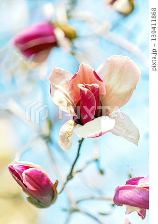家の周りの草花　四季の色々　公園の木々に赤く美しい大輪のモクレンの花が咲き始めました 139411868