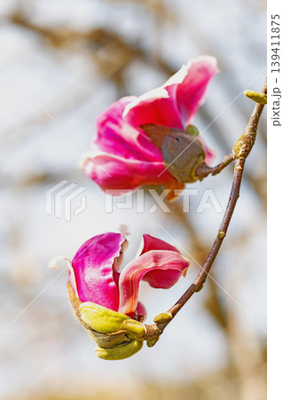 家の周りの草花 四季の色々 公園の木々に赤く美しい大輪のモクレンの花が咲き始めました 家の周りの草花 四季の色々 公園の木々に赤く美しい大輪のモクレンの花が咲き始めました 139411875