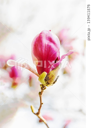 家の周りの草花 四季の色々 公園の木々に赤く美しい大輪のモクレンの花が咲き始めました 家の周りの草花 四季の色々 公園の木々に赤く美しい大輪のモクレンの花が咲き始めました 139411876