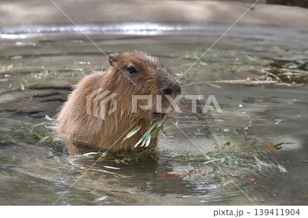 水の中で笹を食べるカピバラ 水の中で笹を食べるカピバラ 139411904