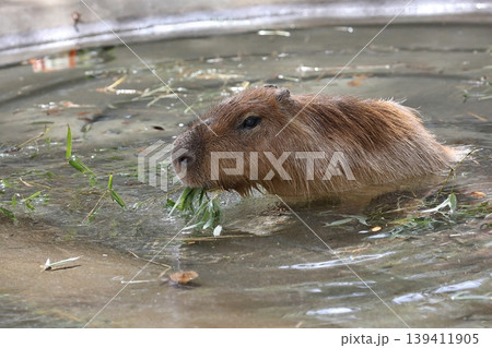 水に浸かり笹を食べる横向きのカピバラ 水に浸かり笹を食べる横向きのカピバラ 139411905