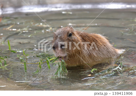 温泉に浸かり笹を食べるカピバラ 温泉に浸かり笹を食べるカピバラ 139411906