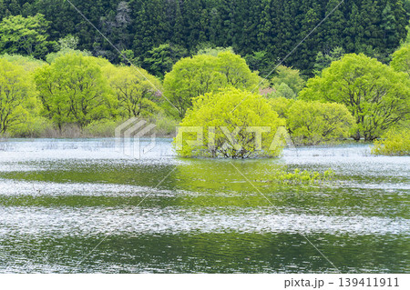 釜房湖の埋没林 釜房湖の埋没林 139411911