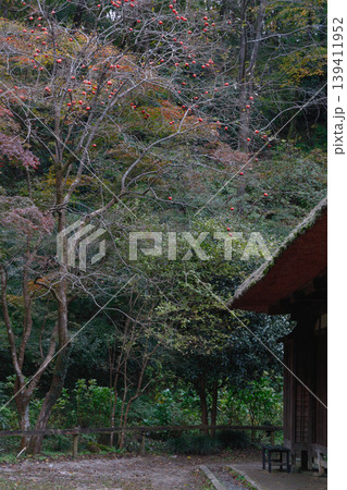 晩秋の柿の木と茅葺き屋根 139411952