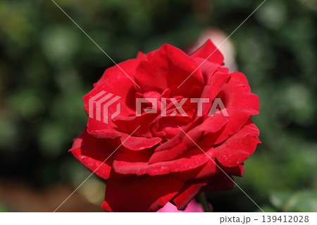 荒尾市 おもやい市民花壇 バラの花、 荒尾市 おもやい市民花壇 バラの花、 139412028
