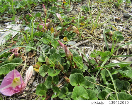 検見川浜で咲き始めた桃色の花は浜昼顔の花 139412050