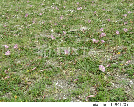検見川浜で咲き始めた桃色の花は浜昼顔の花 検見川浜で咲き始めた桃色の花は浜昼顔の花 139412053