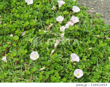 検見川浜で咲き始めた桃色の花は浜昼顔の花 139412054