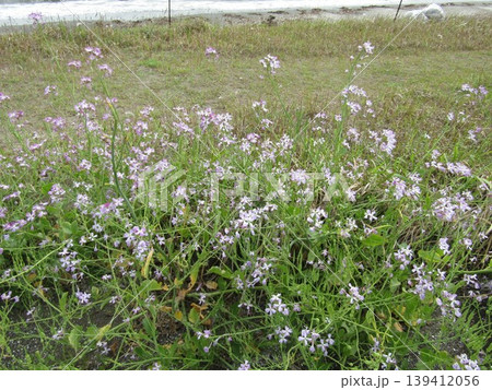検見川浜の海岸で咲き始めた浜昼顔の桃色の花 139412056