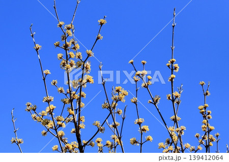 サンシュユの花 サンシュユの花 139412064